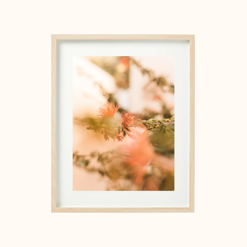 Desert In Bloom Art Print