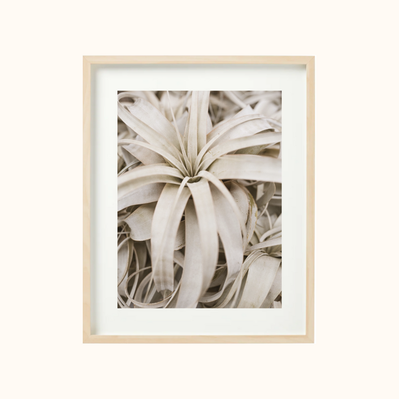air plant painting Air Plant Art Print – Yucca Society