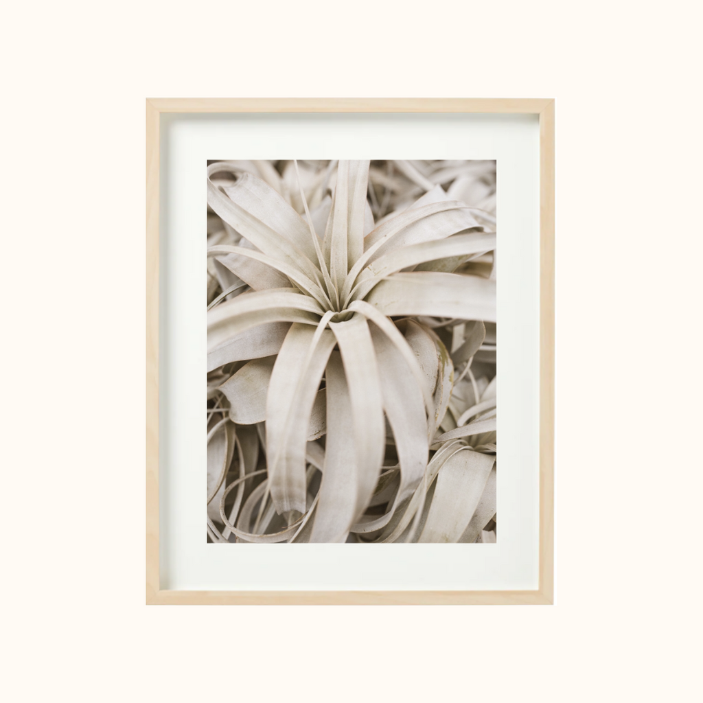 Natural air plant art print photographed by Yucca Society.